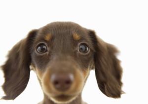 安心して利用できる大阪の安いペットタクシーサービスを徹底比較！