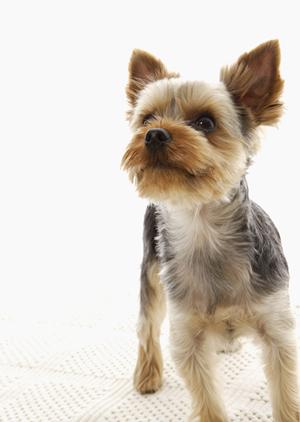 チワワの子犬を入手する最適な方法