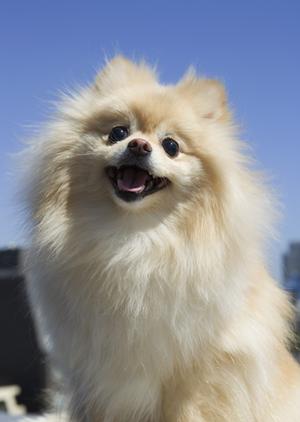 滋賀にある望月ドッグスタジアムについて