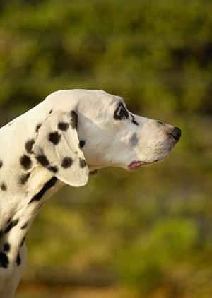 猫の健康をサポートするロイヤルカナンの療法食の効果と選び方を解説