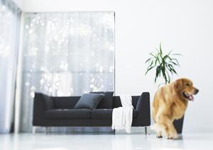 動物愛護のために知っておきたい！2025年最新の秦野エリア動物病院ガイド