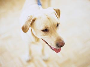 信頼できるお店で子犬を買いたい方へ