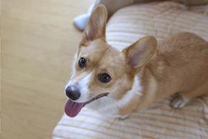 24時間救急救命処置に対応する動物病院