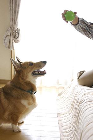 マンチカンの購入を考えているなら