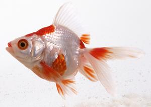 安心・安全なペットタクシーの選び方とお得な料金プランを徹底解説！