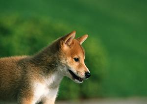 猫にもワクチン接種は必要なのか