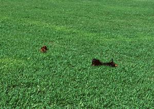 お気に入りのマンチカンが見つかります