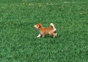 ニーナオットソン知育玩具を購入するなら