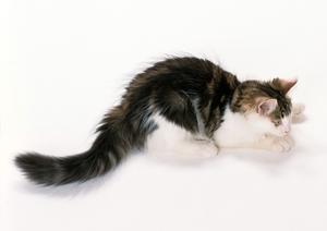 視力が低下した愛犬の老犬介護について