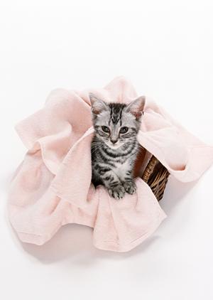 ティーカッププードルのブリーダーを探す