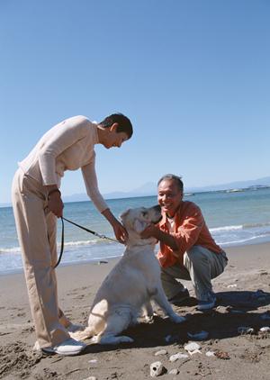 可愛いティーカッププードルが揃っている