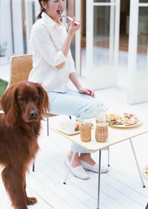 安心をして任せられるペットホテル